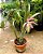 Muda Bromélia Billbergia Zebrina Rosa Ornamental - Imagem 2