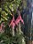 Muda Bromélia Billbergia Zebrina Rosa Ornamental - Imagem 4