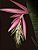 Muda Bromélia Billbergia Zebrina Rosa Ornamental - Imagem 1