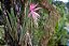 Muda Bromélia Billbergia Zebrina Rosa Ornamental - Imagem 3