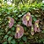 Papo de Peru Aristolochia Gigantea Trepadeira - Imagem 2