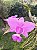 Orquídea Cattleya Walkeriana Tipo Francisco - Imagem 1
