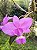 Orquídea Cattleya Walkeriana Tipo Francisco - Imagem 2