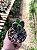 Suculenta Templo de Buda - Crassula Buddha's Temple - Imagem 5