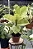 Ficus elastica Shivereana 'Variegata' - Imagem 1