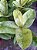 Ficus elastica Shivereana 'Variegata' - Imagem 4