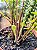 Samambaia Nephrolepis cordifolia - Imagem 2