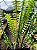 Samambaia Nephrolepis cordifolia - Imagem 1