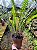 Samambaia Nephrolepis cordifolia - Imagem 3