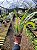 Samambaia Nephrolepis cordifolia - Imagem 4