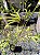 Bambusa Gracilis Bambu Elegante para Paisagismo - Imagem 4