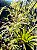 Bambusa Gracilis Bambu Elegante para Paisagismo - Imagem 6