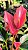 Mini Anturio Var. Lilly Vermelho - Imagem 1
