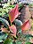 Mini Anturio Var. Lilly Vermelho - Imagem 7