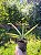 Dracaena Angolensis Sansevieria Cilíndrica Suculenta - Imagem 4