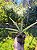 Dracaena Angolensis Sansevieria Cilíndrica Suculenta - Imagem 3
