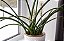 Dracaena Angolensis Sansevieria Cilíndrica Suculenta - Imagem 6
