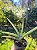 Dracaena Angolensis Sansevieria Cilíndrica Suculenta - Imagem 2