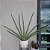 Dracaena Angolensis Sansevieria Cilíndrica Suculenta - Imagem 5