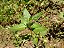 Sete Sangrias - Planta Medicinal Cuphea carthagenensis - Imagem 3