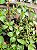 Sete Sangrias - Planta Medicinal Cuphea carthagenensis - Imagem 8