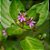Sete Sangrias - Planta Medicinal Cuphea carthagenensis - Imagem 2