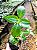 Sete Sangrias - Planta Medicinal Cuphea carthagenensis - Imagem 4
