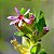 Sete Sangrias - Planta Medicinal Cuphea carthagenensis - Imagem 1