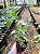 Sete Sangrias - Planta Medicinal Cuphea carthagenensis - Imagem 5