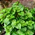 Erva-de-Jabuti - Peperomia pellucida (Verdinha) - Imagem 3
