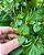 Erva-de-Jabuti - Peperomia pellucida (Verdinha) - Imagem 2