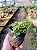 Erva-de-Jabuti - Peperomia pellucida (Verdinha) - Imagem 5