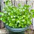 Erva-de-Jabuti - Peperomia pellucida (Verdinha) - Imagem 1