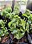 Erva-de-Jabuti - Peperomia pellucida (Verdinha) - Imagem 6