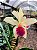 Orquídea Cattleya Forbesi x Cattleya Intermedia - Imagem 6