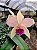 Orquídea Cattleya Forbesi x Cattleya Intermedia - Imagem 5