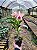 Orquídea Cattleya Forbesi x Cattleya Intermedia - Imagem 3