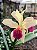 Orquídea Cattleya Forbesi x Cattleya Intermedia - Imagem 4