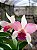 Orquídea Cattleya Forbesi x Cattleya Intermedia - Imagem 1