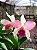 Orquídea Cattleya Forbesi x Cattleya Intermedia - Imagem 8