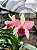 Orquídea Cattleya Forbesi x Cattleya Intermedia - Imagem 9