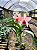 Orquídea Cattleya Forbesi x Cattleya Intermedia - Imagem 2