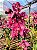 Orquídea Cymbidium Ruby - Imagem 3