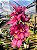 Orquídea Cymbidium Ruby - Imagem 1
