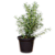 Alecrim em Muda para Jardim - Imagem 6