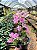 Primavera Bicolor Indiana - Imagem 7