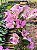 Primavera Bicolor Indiana - Imagem 4