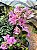 Primavera Bicolor Indiana - Imagem 5