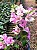 Primavera Bicolor Indiana - Imagem 6