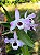 Dendrobium Nobile Branco e Rosa com Miolo Escuro - Imagem 2